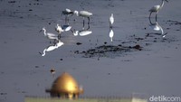 Burung Kuntul Kerbau (Bubulcus ibis) pun diketahui merupakan salah satu satwa yang dilindungi dan dijaga kelestariannya karena peran pentingnya dalam rantai makanan yakni pengendali hama baik serangga maupun mamalia dan reptil berukuran kecil di area persawahan.