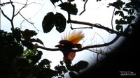 Burung Cendrwasih