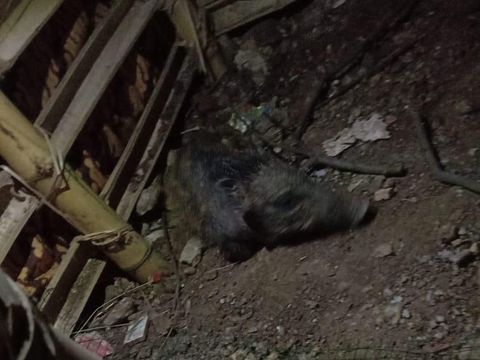 Penampakan Babi Ngepet yang Menghebohkan Warga Depok