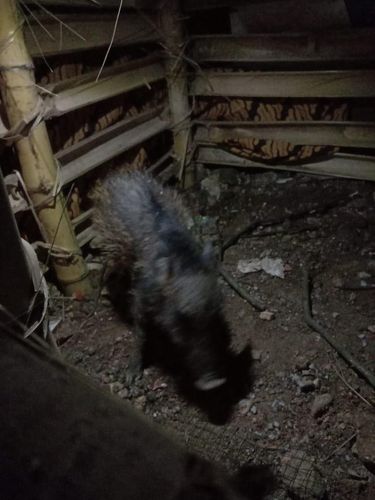 Penampakan Babi Ngepet yang Menghebohkan Warga Depok