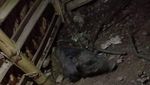 Penampakan Babi Ngepet yang Hebohkan Warga Depok