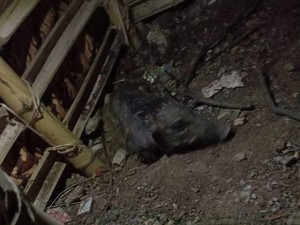 Asal-usul Mitos Babi Ngepet: Kepercayaan Jadi Kaya Tanpa Bekerja