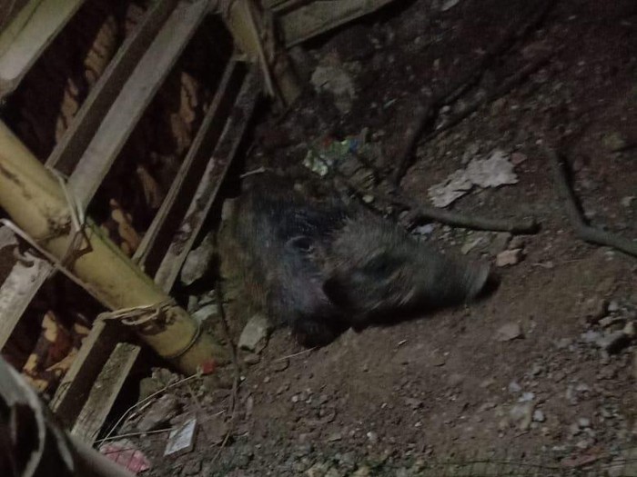 Penampakan Babi Ngepet yang Menghebohkan Warga Depok