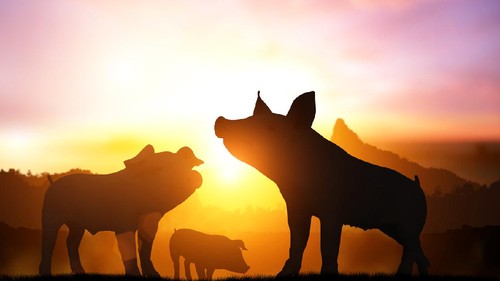 silhouette pig in sunset