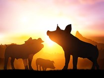 4 Alasan Jutaan Orang Ogah Makan Daging Babi