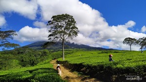 Catat! Ini Estimasi Biaya Perjalanan ke Gunung Dempo dari Yogyakarta