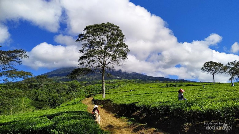 Estimasi perjalanan ke Gunung Dempo Gunung Dempo