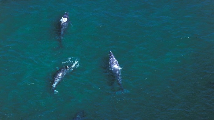 Gray whale, paus abu-abu di Baja California, Mexico