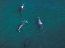 Ini Sosoknya, Paus Legendaris Paling Langka Nyaris Jadi Mitos