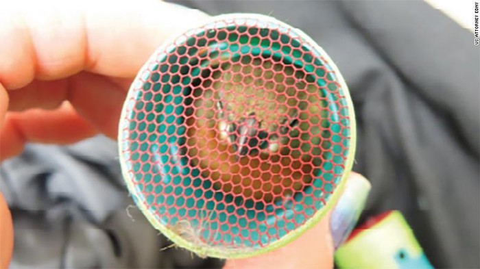 Burung Finch dari Guyana dikenal bisa mengeluarkan suara indah