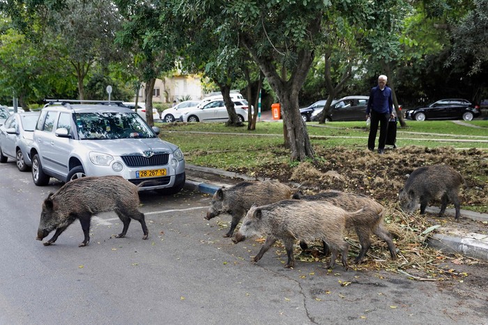 Wild boars gather in a residential area in the northern Israeli city of Haifa on December 5, 2019. - Dozens of wild pigs have taken up residence inside the coastal city of Haifa in northern Israel, after the city banned culling. They rip up vegetation and rummage through bins, sparking a fierce debate between animal rights defenders and those in favour of driving away or killing them. The pigs have long entered the city at night looking for food and water but residents say in recent months they have been increasingly brazen -- standing in the middle of streets without fear, digging up public gardens and even overturning large refuse bins. (Photo by MENAHEM KAHANA / AFP)