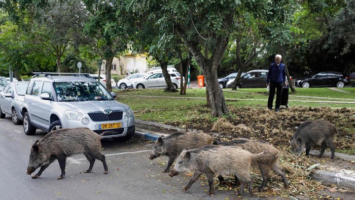 Wild boars gather in a residential area in the northern Israeli city of Haifa on December 5, 2019. - Dozens of wild pigs have taken up residence inside the coastal city of Haifa in northern Israel, after the city banned culling. They rip up vegetation and rummage through bins, sparking a fierce debate between animal rights defenders and those in favour of driving away or killing them. The pigs have long entered the city at night looking for food and water but residents say in recent months they have been increasingly brazen -- standing in the middle of streets without fear, digging up public gardens and even overturning large refuse bins. (Photo by MENAHEM KAHANA / AFP)