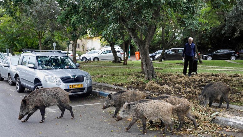 Babi hutan di Kota Haifa Israel Wild boars gather in a residential area in the northern Israeli city of Haifa on December 5, 2019. - Dozens of wild pigs have taken up residence inside the coastal city of Haifa in northern Israel, after the city banned culling. They rip up vegetation and rummage through bins, sparking a fierce debate between animal rights defenders and those in favour of driving away or killing them. The pigs have long entered the city at night looking for food and water but residents say in recent months they have been increasingly brazen -- standing in the middle of streets without fear, digging up public gardens and even overturning large refuse bins. (Photo by MENAHEM KAHANA / AFP)