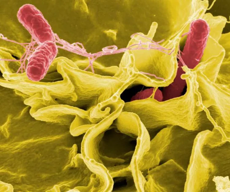 Foto virus Virus