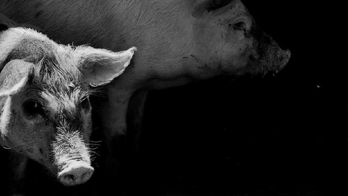 portrait of a two pig. effect of an old black and white film with grain