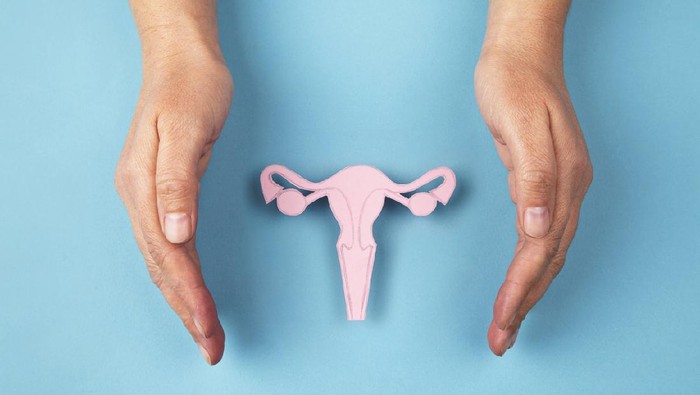 Female reproductive system made of paper and hands isolated on blue background