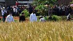 Foto: Jokowi Tinjau Panen Raya di Malang