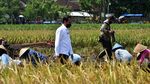 Foto: Jokowi Tinjau Panen Raya di Malang