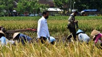 Jokowi mengaku telah menerima banyak informasi bahwa ada varietas yang mampu menghasilkan padi dengan jumlah besar dalam satu hektar tanam.