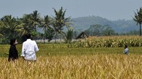 Pengembangan varetas IPB-3S yang mampu menghasilkan 12 ton padi dalam satu hektare diharapkan mampu menciptakan ketahanan pangan dan kedaulatan pangan Indonesia.