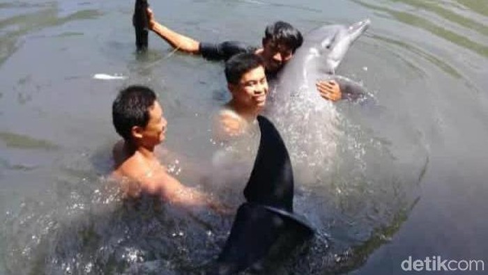 Lumba-lumba terperangkap di empang warga di Maros, Sulsel (Bakrie/detikcom).