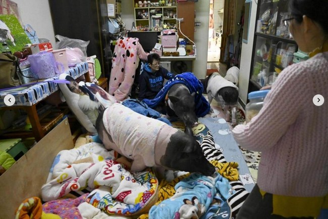 Wanita lainnya yang viral karena hidup bersama babi adalah Jenny Tsai. Wanita yang tinggal di Taichung City, Taiwan ini bahkan bukan hanya tinggal bersama seekor babi, melainkan empat babi di apartemennya yang berada di lantai sembilan. Foto: Dok. Facebook Junior the Evil Pig, AFP, thisisprimary