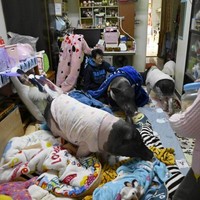 Wanita lainnya yang viral karena hidup bersama babi adalah Jenny Tsai. Wanita yang tinggal di Taichung City, Taiwan ini bahkan bukan hanya tinggal bersama seekor babi, melainkan empat babi di apartemennya yang berada di lantai sembilan. Foto: Dok. Facebook Junior the Evil Pig, AFP, thisisprimary