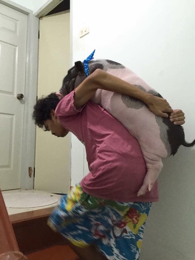 Pria asal Thailand bernama Pattanadon Taesakul ini juga viral karena hidup bersama seekor babi. Dia membeli babi tersebut saat masih bayi dan kini sang hewan ukurannya dua kali lebih besar dari babi normal. Babi dengan berat 150 kg itu dinamainya Junior. Foto: Dok. Facebook Junior the Evil Pig, AFP, thisisprimary