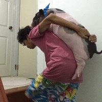 Pria asal Thailand bernama Pattanadon Taesakul ini juga viral karena hidup bersama seekor babi. Dia membeli babi tersebut saat masih bayi dan kini sang hewan ukurannya dua kali lebih besar dari babi normal. Babi dengan berat 150 kg itu dinamainya Junior. Foto: Dok. Facebook Junior the Evil Pig, AFP, thisisprimary