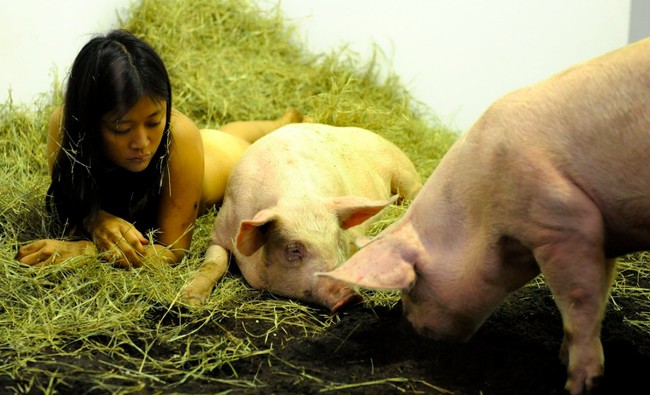 Wanita bernama Miru Kim ini juga viral karena hidup bersama babi. Namun dia berbeda dari orang-orang yang sebelumnya memang setiap hari tinggal bersama babi di rumah mereka. Miru adalah seorang seniman. Dia membuat pertunjukkan hidup bersama babi selama 104 jam. Setelah 104 jam mungkin kita bisa mengetahui seperti apa rasanya menjadi babi dan seperti apa rasanya menjadi manusia, begitu katanya. Foto: Dok. Facebook Junior the Evil Pig, AFP, thisisprimary