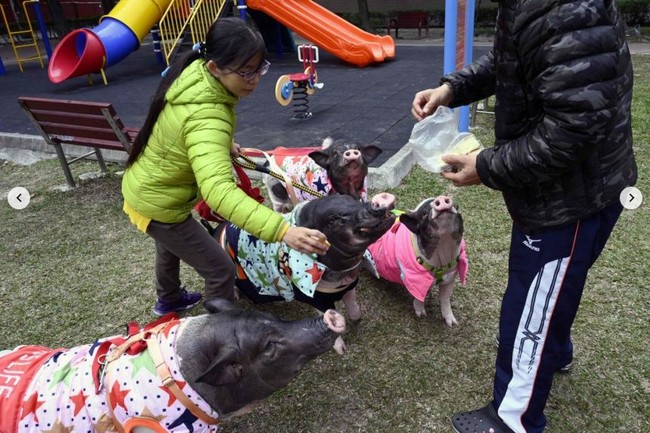 Jenny sudah memelihar babi sejak 12 tahun silam. Selama bertahun-tahun dia bahkan hidup bersama enam ekor babi yang ditelantarkan pemilik lama atau diberikan padanya. Dari enam itu, tiga mati. Hingga dia tersisa tiga dan dia menambah satu babi lagi. Wanita 43 tahun itu hidup bersama keempat ekor babi yang dirawatnya bak anak sendiri. Setiap babi memiliki selimut, pakaian, dan pita.  Foto: Dok. Facebook Junior the Evil Pig, AFP, thisisprimary