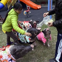 Jenny sudah memelihar babi sejak 12 tahun silam. Selama bertahun-tahun dia bahkan hidup bersama enam ekor babi yang ditelantarkan pemilik lama atau diberikan padanya. Dari enam itu, tiga mati. Hingga dia tersisa tiga dan dia menambah satu babi lagi. Wanita 43 tahun itu hidup bersama keempat ekor babi yang dirawatnya bak anak sendiri. Setiap babi memiliki selimut, pakaian, dan pita.  Foto: Dok. Facebook Junior the Evil Pig, AFP, thisisprimary