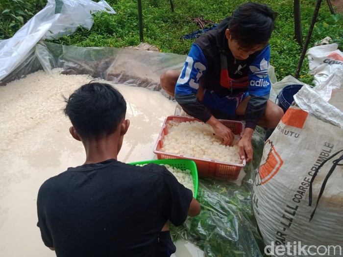 Perajin kolang kaling di Pangandaran