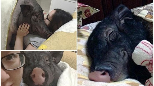 Wanita bernama Zhu Chou setiap harinya hidup bersama babi peliharaannya yang diberi nama Five Flowers. Berbeda dengan babi peliharaan pada umumnya yang diletakkan di kandang, babi Five Flowers hidup di dalam rumah pemiliknya. Si babi bisa bebas tiduran seranjang dengan Zhu. Bahkan kadang-kadang mereka berpelukan di tempat tidur. Foto: Dok. Peoples Daily Online