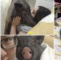 Wanita bernama Zhu Chou setiap harinya hidup bersama babi peliharaannya yang diberi nama Five Flowers. Berbeda dengan babi peliharaan pada umumnya yang diletakkan di kandang, babi Five Flowers hidup di dalam rumah pemiliknya. Si babi bisa bebas tiduran seranjang dengan Zhu. Bahkan kadang-kadang mereka berpelukan di tempat tidur. Foto: Dok. Peoples Daily Online