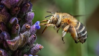 Nasib Tragis Lebah Jantan: Meledak Setelah Bersetubuh