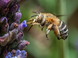 Nasib Tragis Lebah Jantan: Meledak Setelah Bersetubuh
