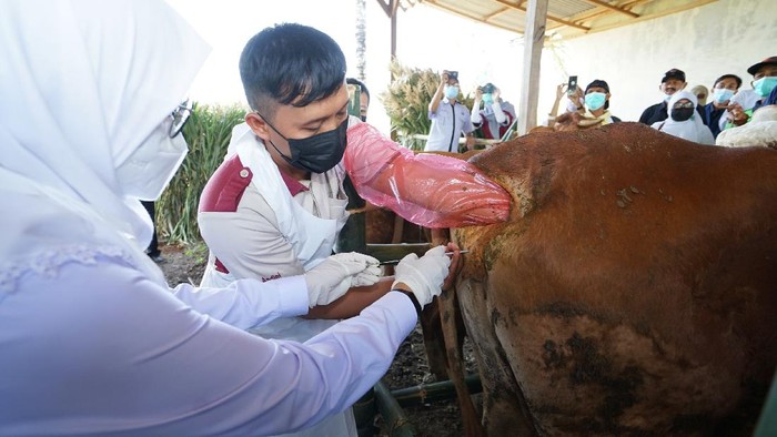 Banyuwangi Jadi Pilot Project Pengembangan Sapi Belgian Blue dan Wagyu di Jatim