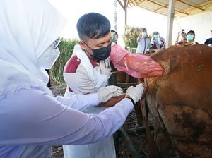 Banyuwangi Jadi Pilot Project Pengembangan Sapi Belgian Blue dan Wagyu di Jatim