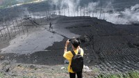 Berdasarkan pengamatan detikcom, Jumat (30/4/2021) di lokasi kawah Sileri di Desa Kepakisan, Kecamatan Batur, tanaman kentang, carica dan cabai milik warga terlihat rusak akibat terkena material erupsi Kawah Sileri. ANTARA FOTO/ANIS EFIZUDIN