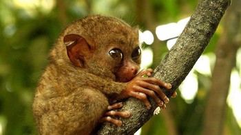 Tarsius tarsier (Binatang Hantu/Kera Hantu/Monyet Hantu) adalah suatu jenis primata kecil, memiliki tubuh berwarna coklat kemerahan dengan warna kulit kelabu, bermata besar dengan telinga menghadap ke depan dan memiliki bentuk yang lebar. (Foto: Boredpanda)