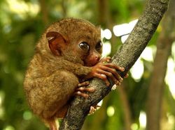 Kumpulan Foto Hewan Langka, Babi Ngepet Tidak Ada