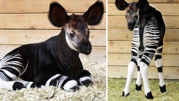 Okapi (Okapia johnstoni) adalah mamalia dari Hutan Hujan Ituri di Afrika Tengah. Walaupun hewan ini memiliki kesamaan belang kulit dengan zebra, okapi memiliki perkerabatan lebih dekat dengan jerapah. (Foto: Boredpanda)