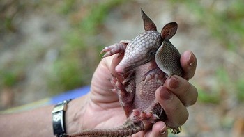 Bayi Armadillo, merupakan hewan mamalia plasental kecil yang diketahui memiliki perisai pada tubuhnya. (Foto: Boredpanda)