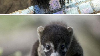 Coati yang juga dikenal sebagai coatimundi, adalah salah satu binatang predator yang ditemukan di Meksiko, Amerika Tengah dan Selatan. Hewan ini terkenal karena kecerdasan mereka dalam berburu. Meskipun mereka kebanyakan memakan cacing, telur, buah-buahan dan serangga, mereka dipersenjatai dengan taring besar dan cakar yang kuat dan sekali-kali mampu berburu binatang besar. (Foto: Boredpanda)