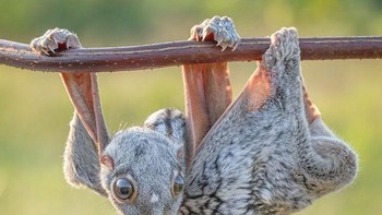 Sunda Colugo (kubung sunda) Kubung sunda atau walangkekes Cynocephalus variegatus merupakan mamalia yang memiliki kemampuan melayang mengagumkan. Ia dapat meluncur dari tempat tinggi ke tempat yang lebih rendah layaknya terbang. (Foto: Boredpanda)