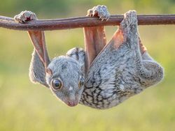 Kumpulan Foto Hewan Langka, Babi Ngepet Tidak Ada