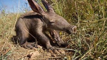 Aardvark merupakan hewan yang aktif pada malam hari (noktural). Mereka menghabiskan waktu pagi hari dengan tidur meringkuk di dalam sarangnya. (Foto: Boredpanda)