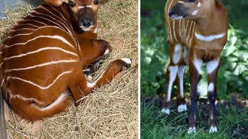 Bongo (antelop) merupakan hewan asal Afrika yang dikenal anggun dengan bulu berwarna cokelat tua bergaris putih dan bertanduk spiral. Hewan ini merupakan salah satu hewan misterius di Afrika karena hewan ini sulit ditemukan karena jarang muncul di lingkungan terbuka dan hidup dalam kelompok kecil. (Foto: Boredpanda)