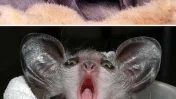 Aye-aye (Daubentonia madagascariensis) adalah hewan endemik Pulau Madagaskar yang menjadi primata noktural terbesar di dunia. Hewan ini memiliki jari yang tipis dan panjang serta memiliki jari tengah yang lebih panjang untuk mencari dan mengambil larva dari rongga kayu. (Foto: Boredpanda)
